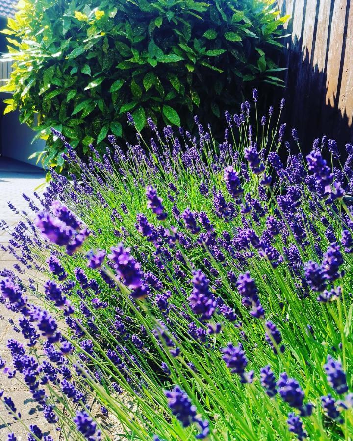 Ferienwohnung Lavanda Rust Buitenkant foto